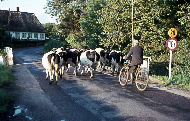 Herde 1962 Stapelholmer Weg