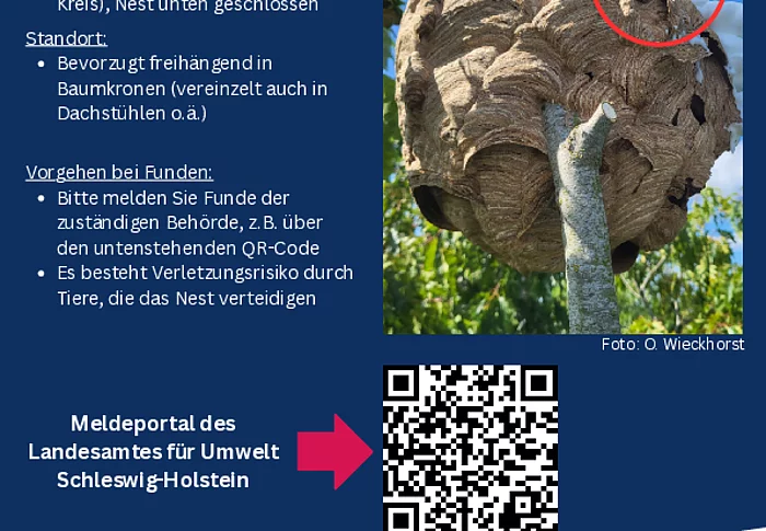 Flyer Asiatische Hornisse